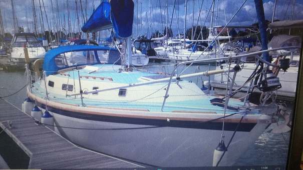 Photo of Papillon